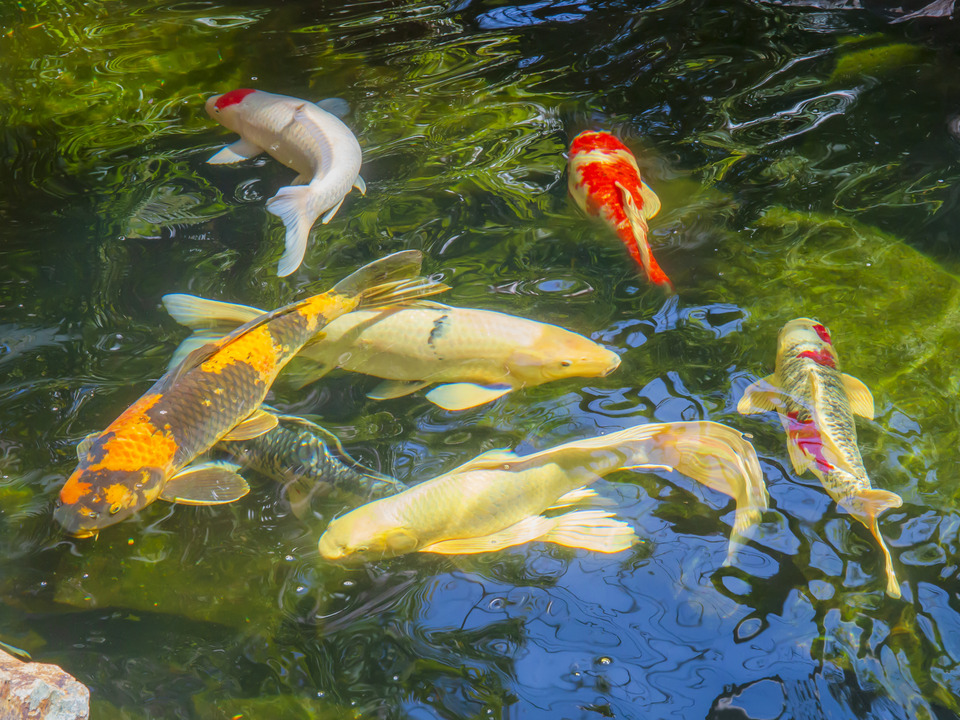 Colorful Koi