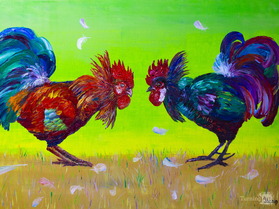 Fight of roosters.