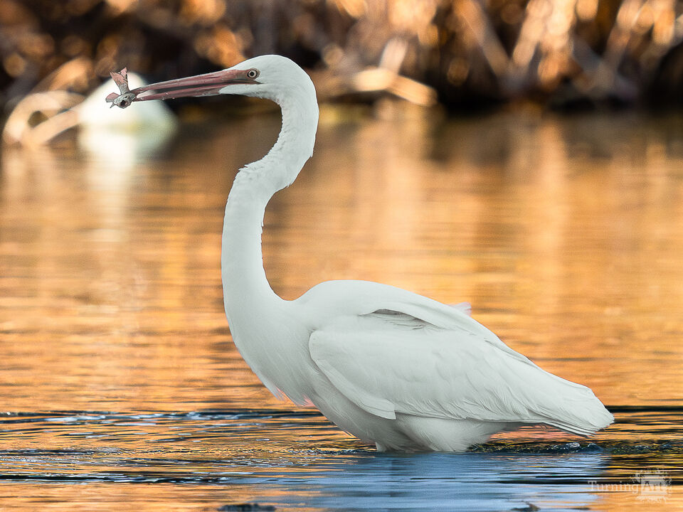 Big Bird, Little Fish, Warm Day