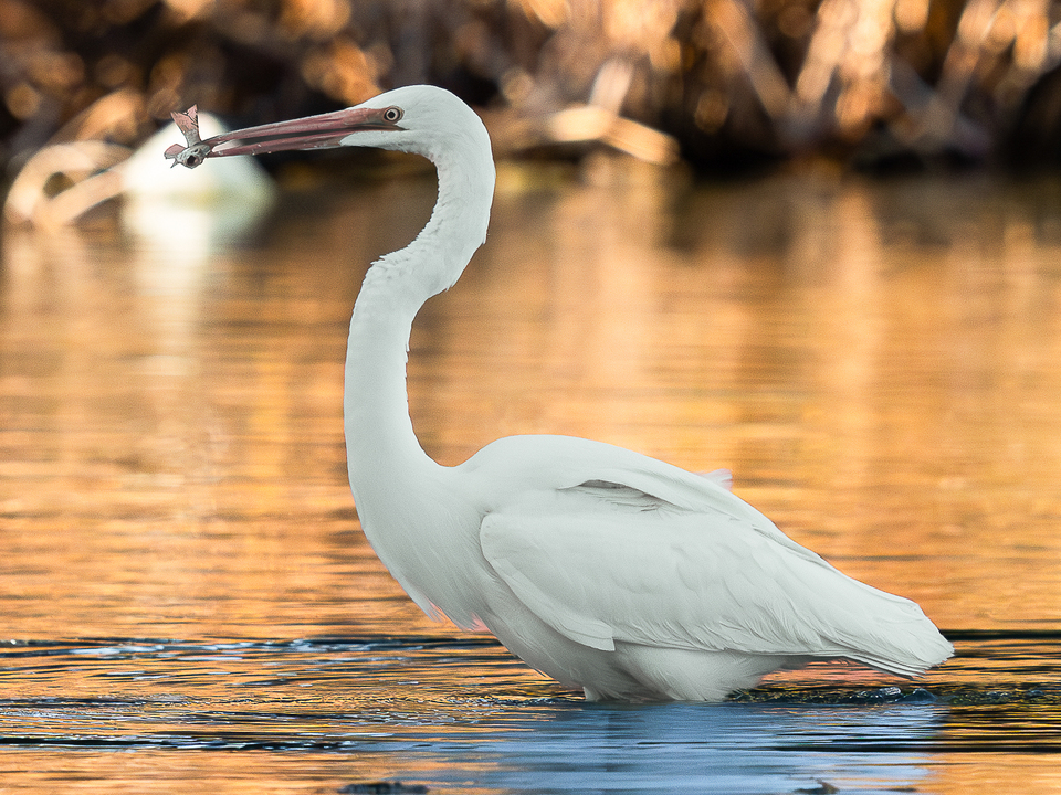 Big Bird, Little Fish, Warm Day