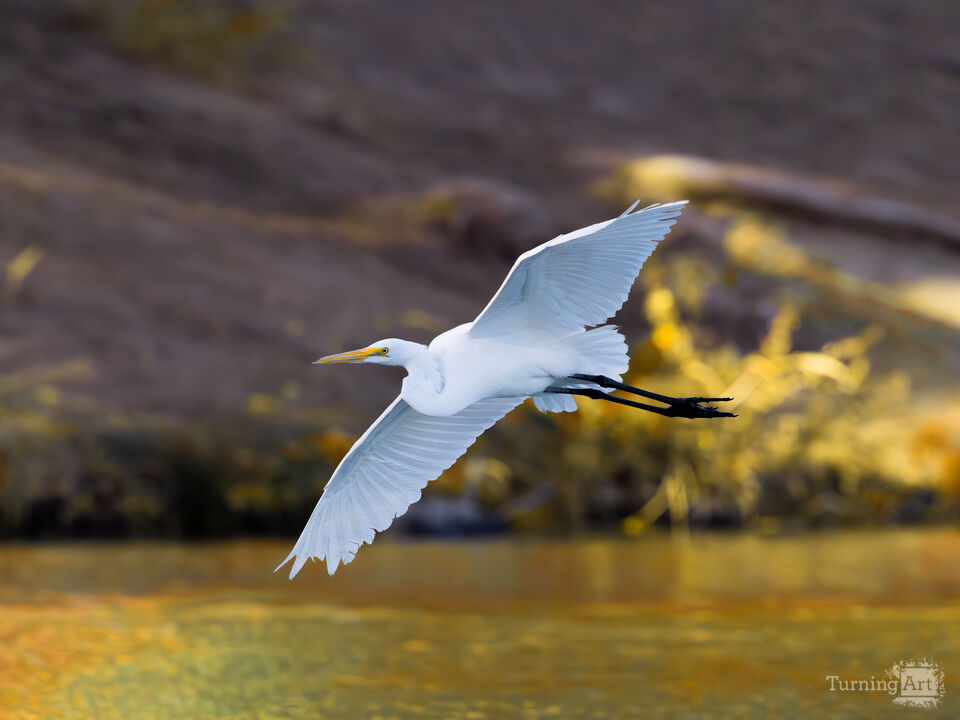 Snowy Egret Gliding Over Silverbell Lake