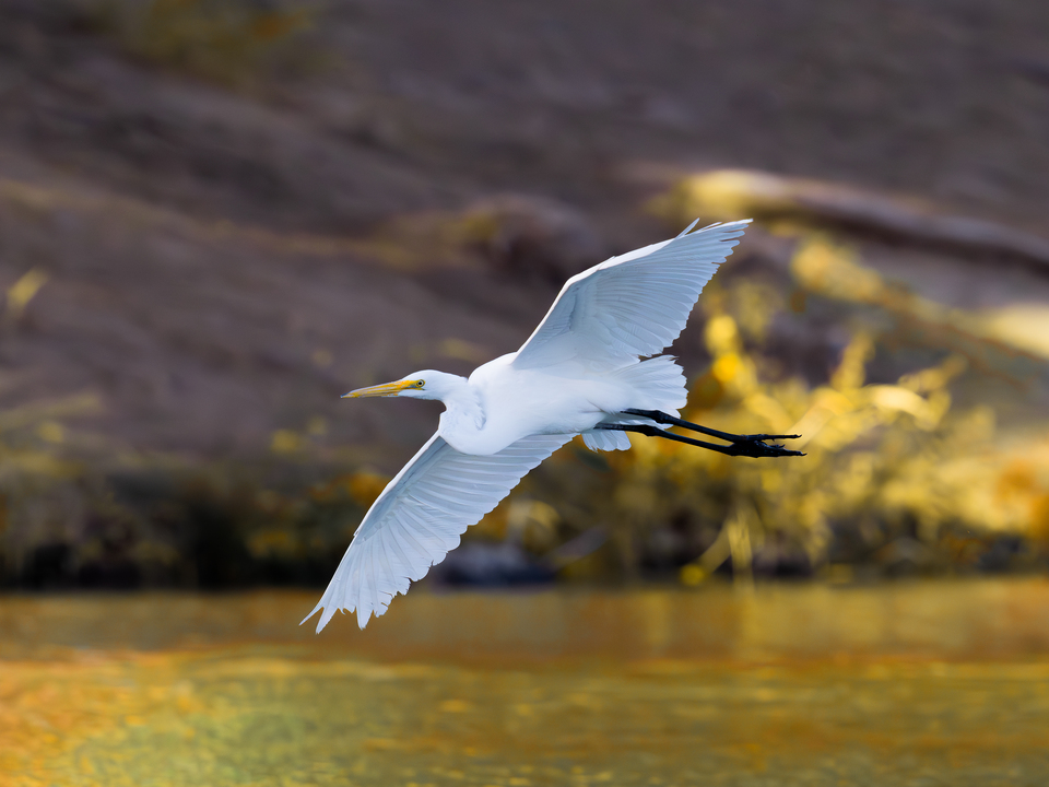 Snowy Egret Gliding Over Silverbell Lake