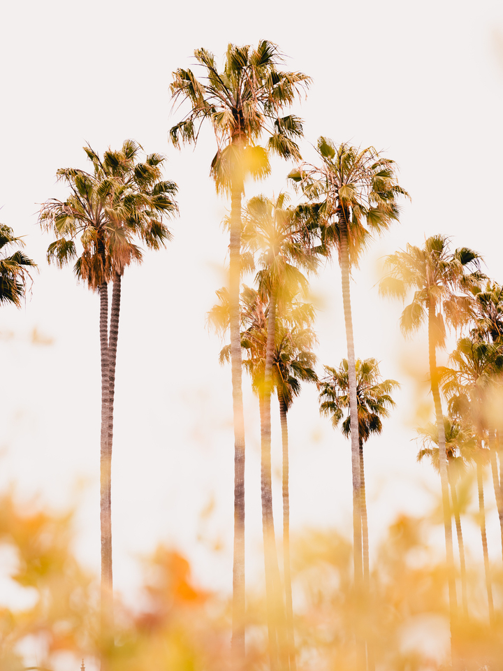 Santa Barbara Palms