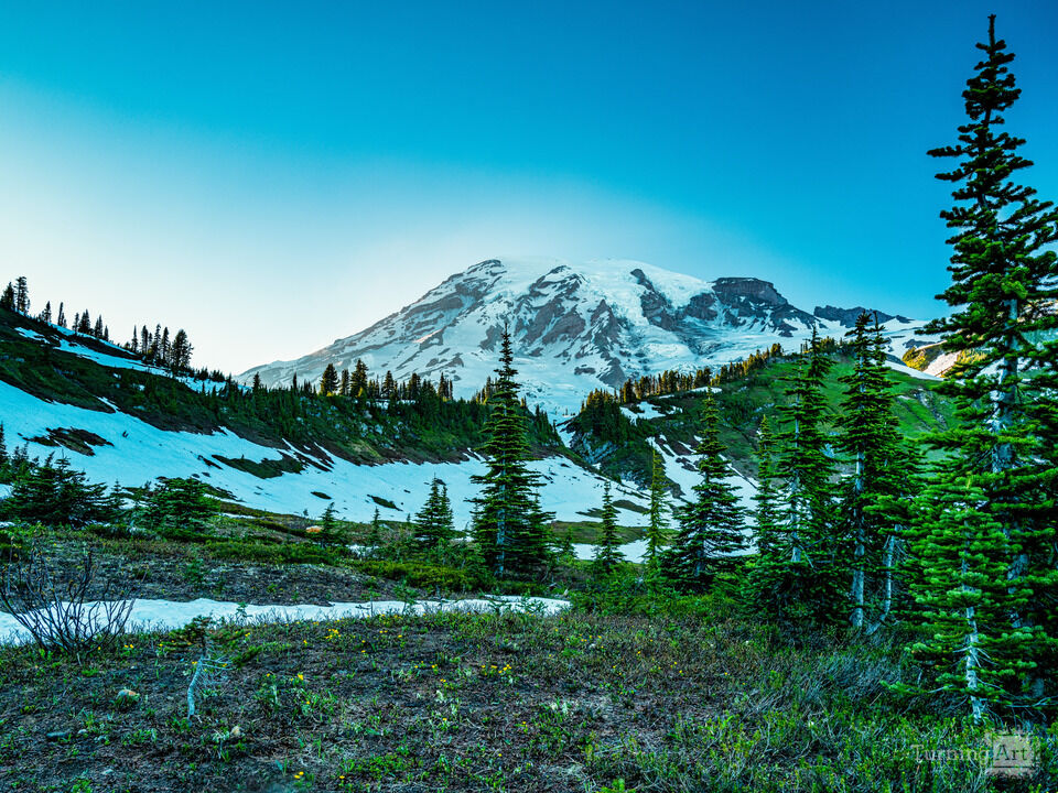 Meadows at the foot of Mt Rainier
