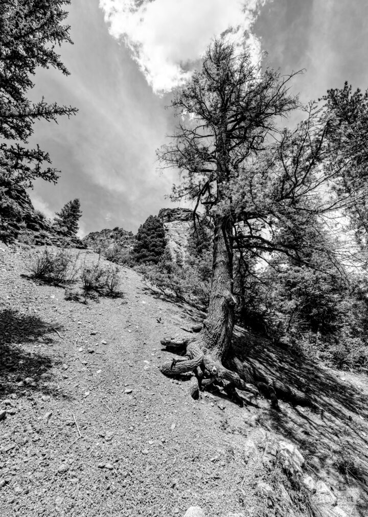 Tree On Side Of Mountain Grayscale