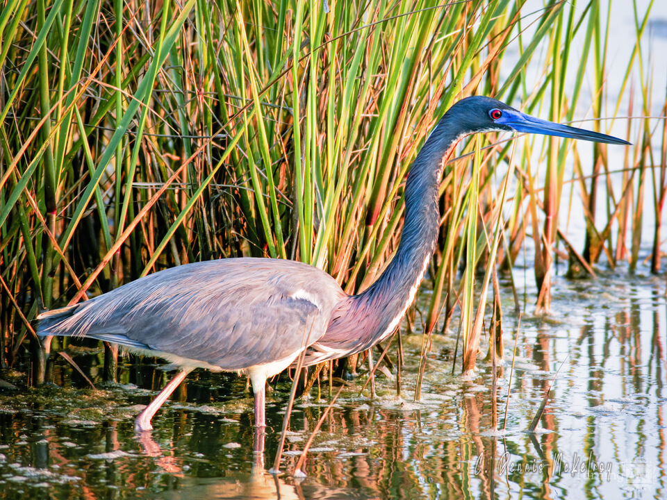 Tr-colored Heron hunting