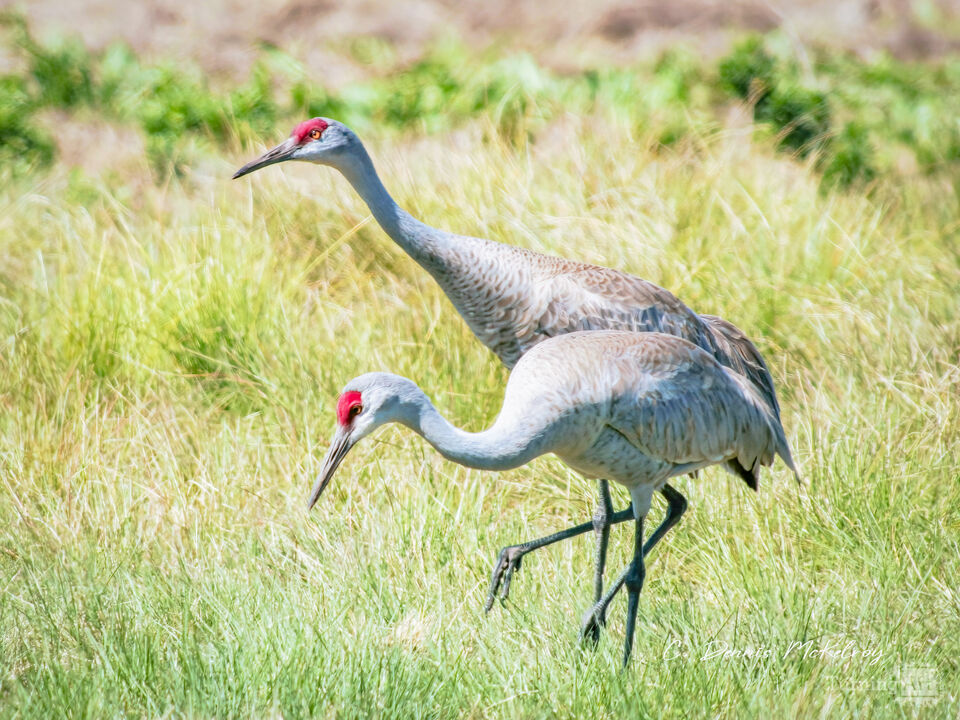 Sandhill Cranes