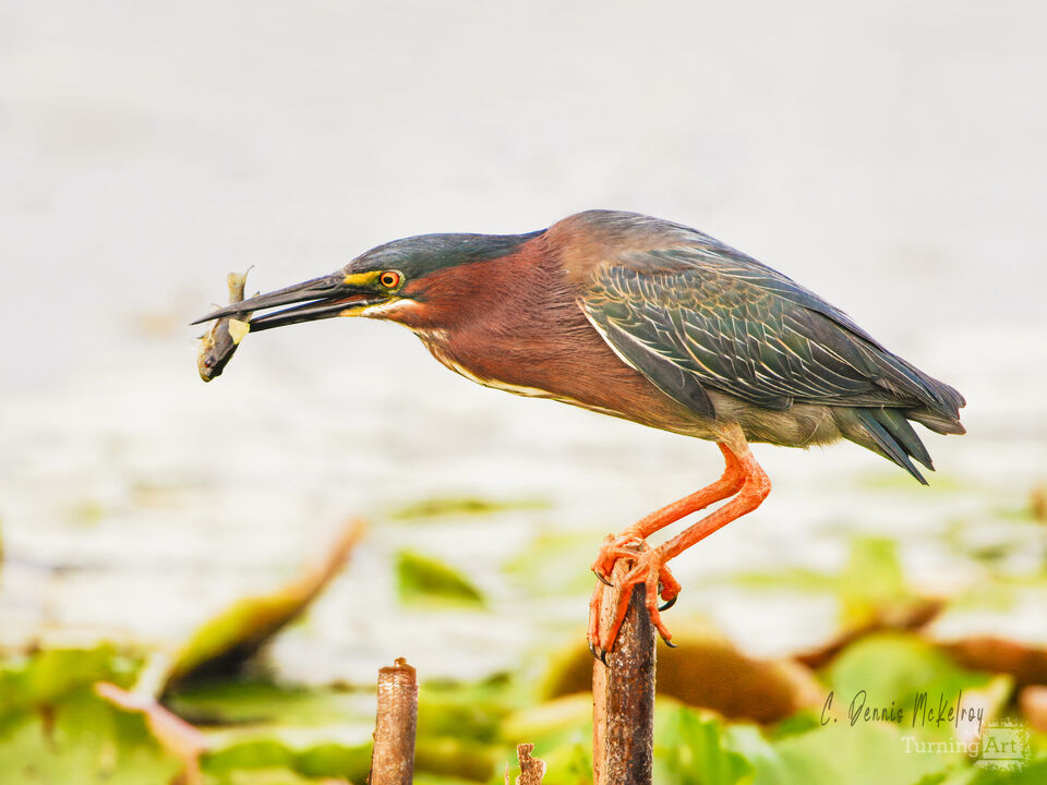 Greenback Heron fishing