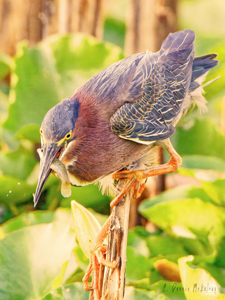 Greenback Heron with Catch