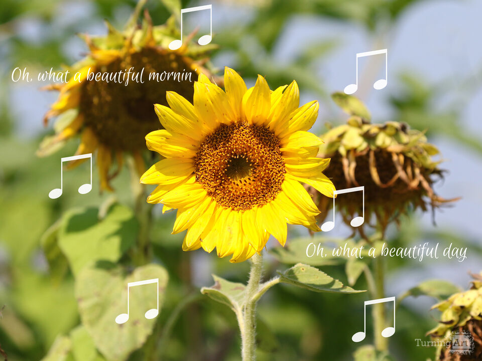 Oh, What a Beautiful Morning