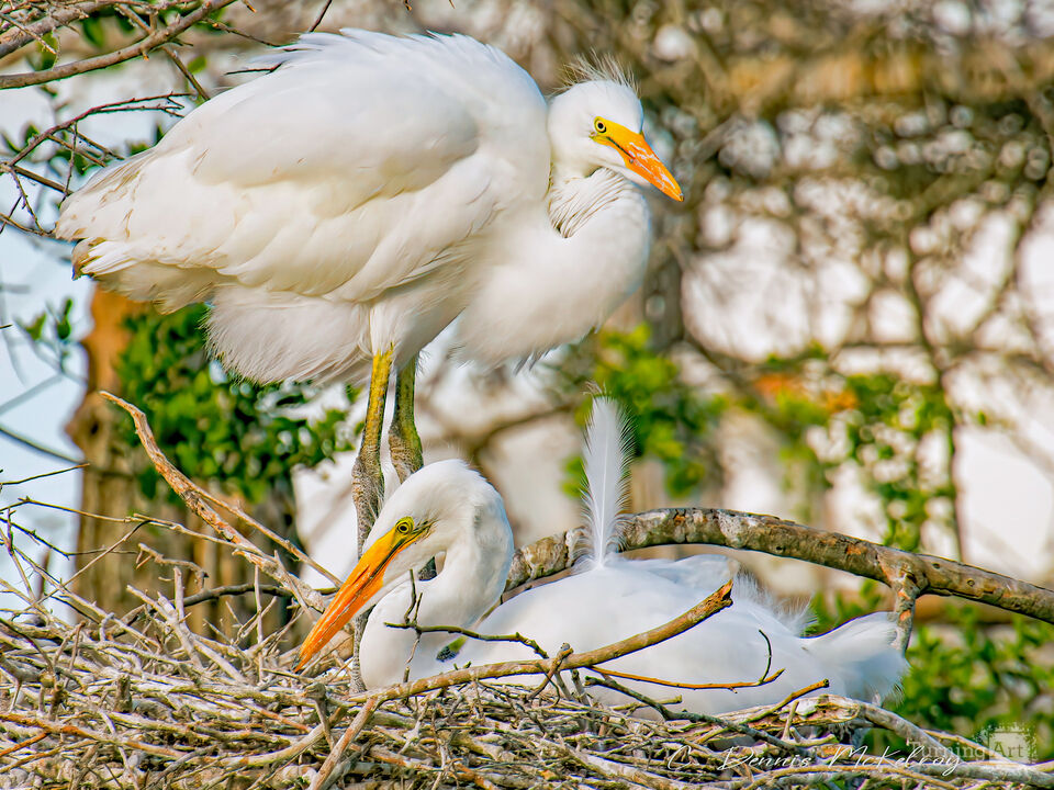 Great Egret