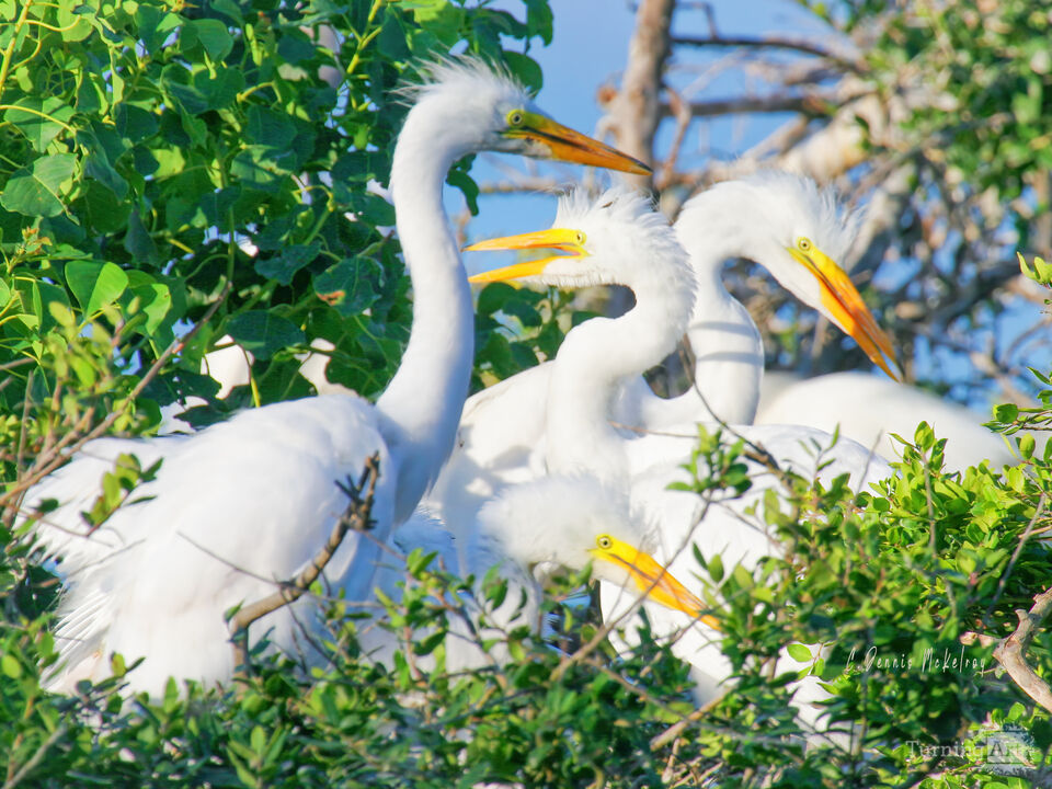 White egret family