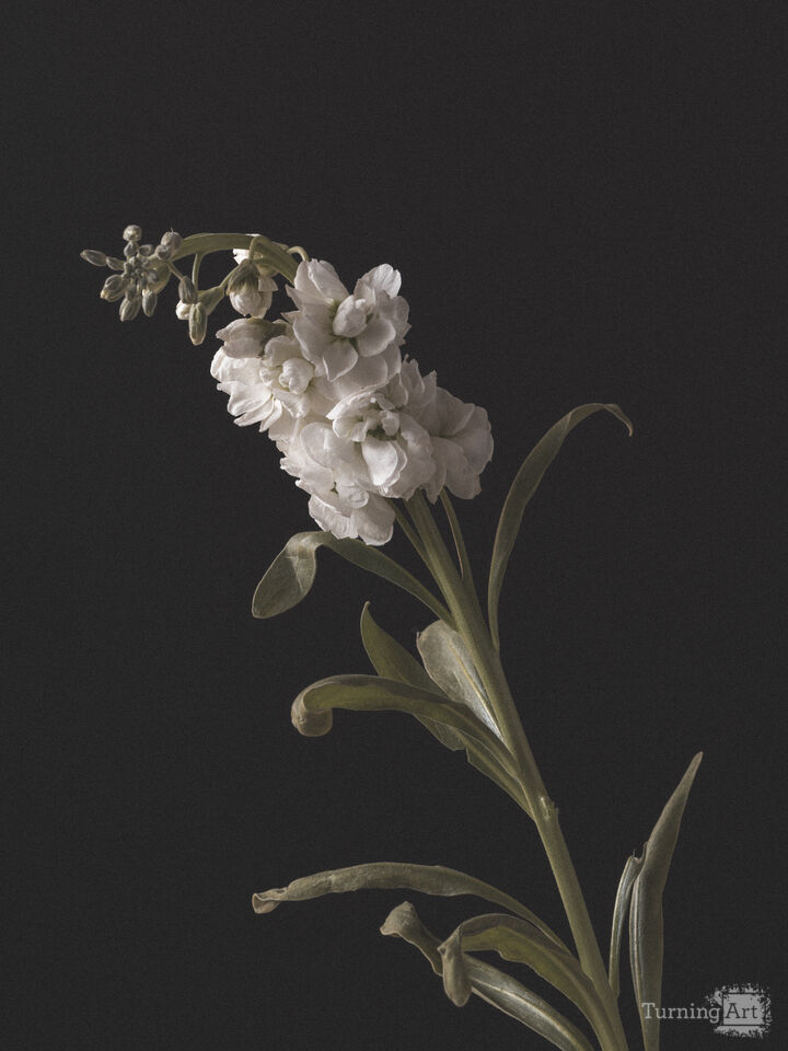 Still Life Imperfect