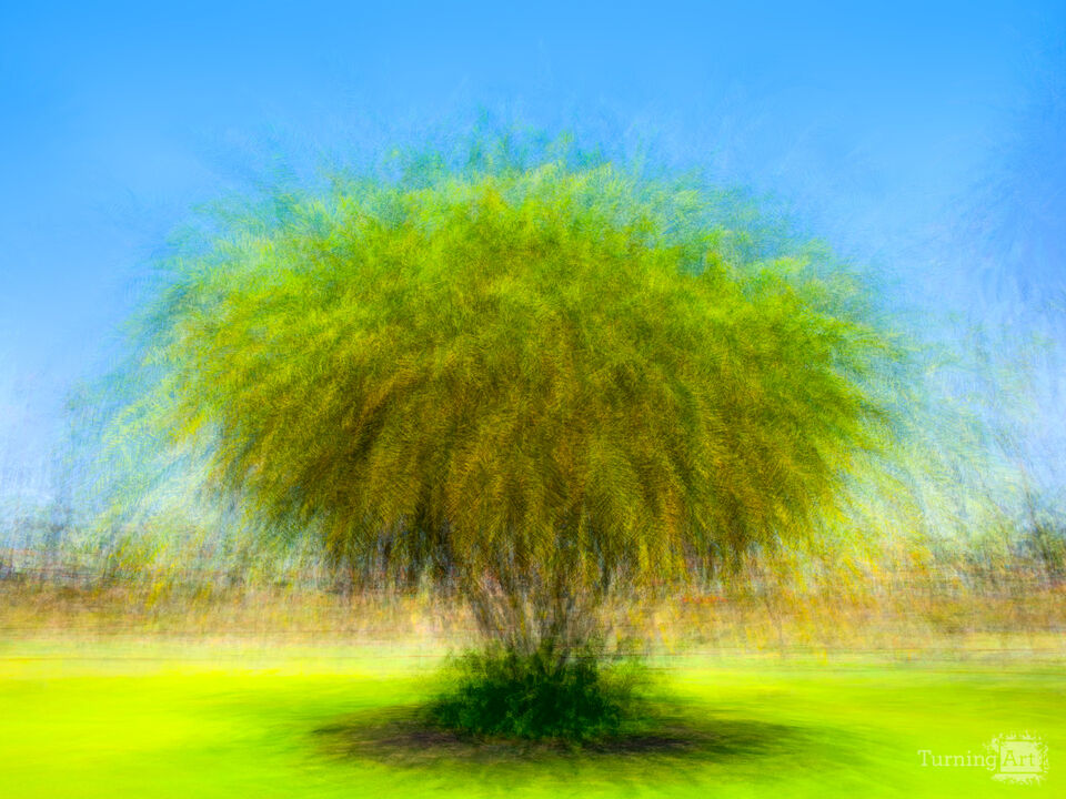 Explosion of Beauty - Palm Tree Impressionist