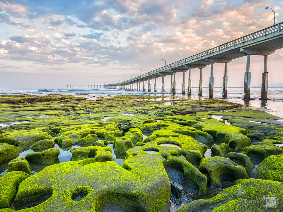 Tide Pool Masterpiece