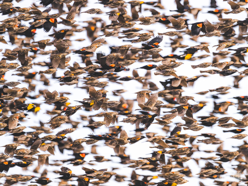 Whirlwind of Feathers in November
