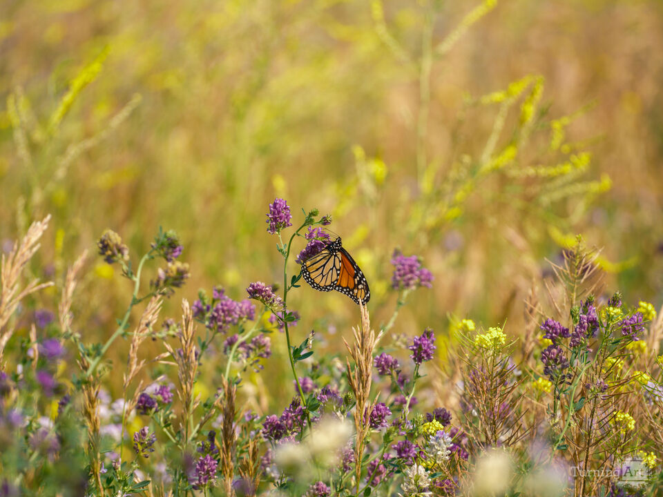 Butterfly in the Afternoon