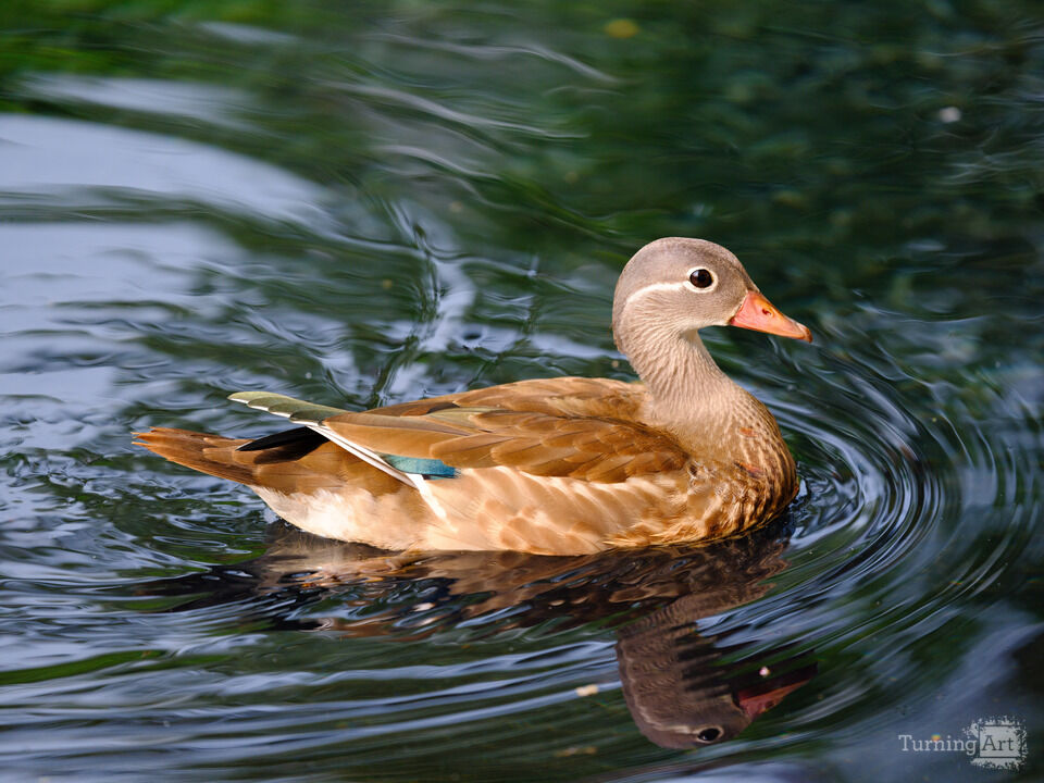 A Duck in the Pond on the Hill