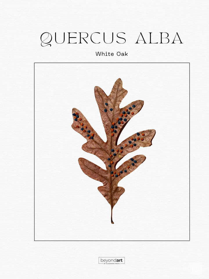Botanicals - Quercus Alba