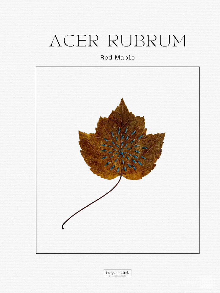 Botanicals - Acer Rubrum