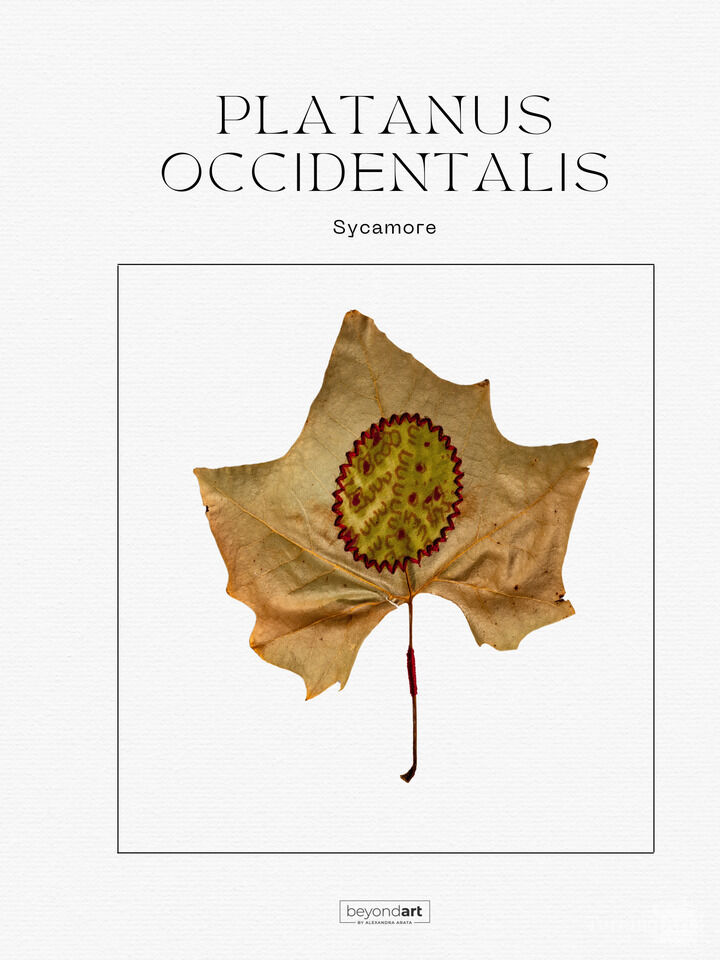 Botanicals - Platanus Occidentalis II