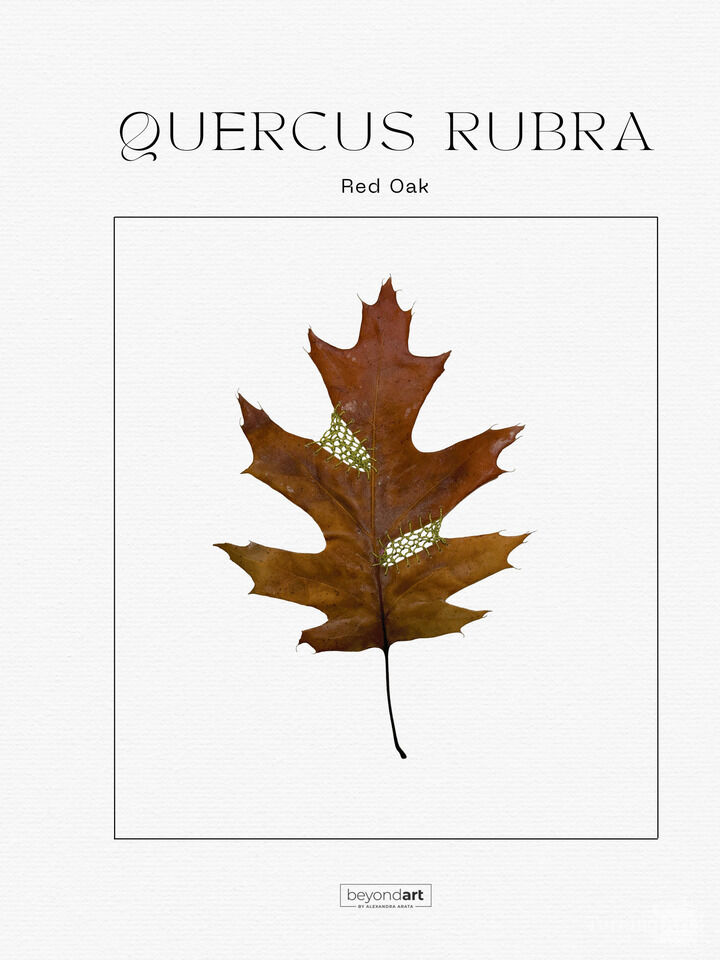 Botanicals - Quercus Rubra