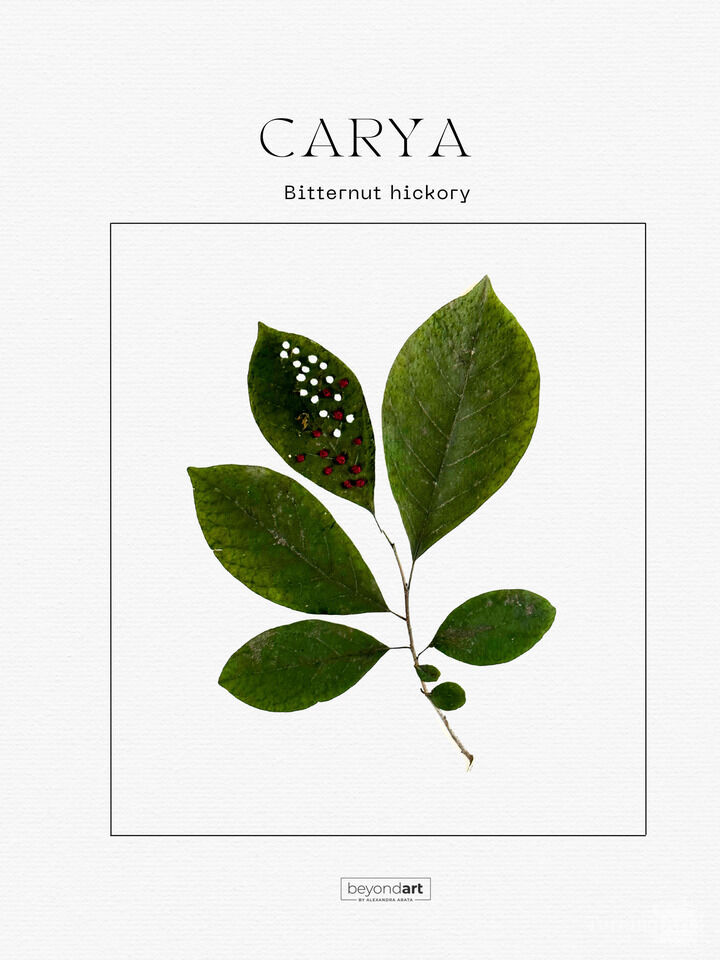 Botanicals - Carya