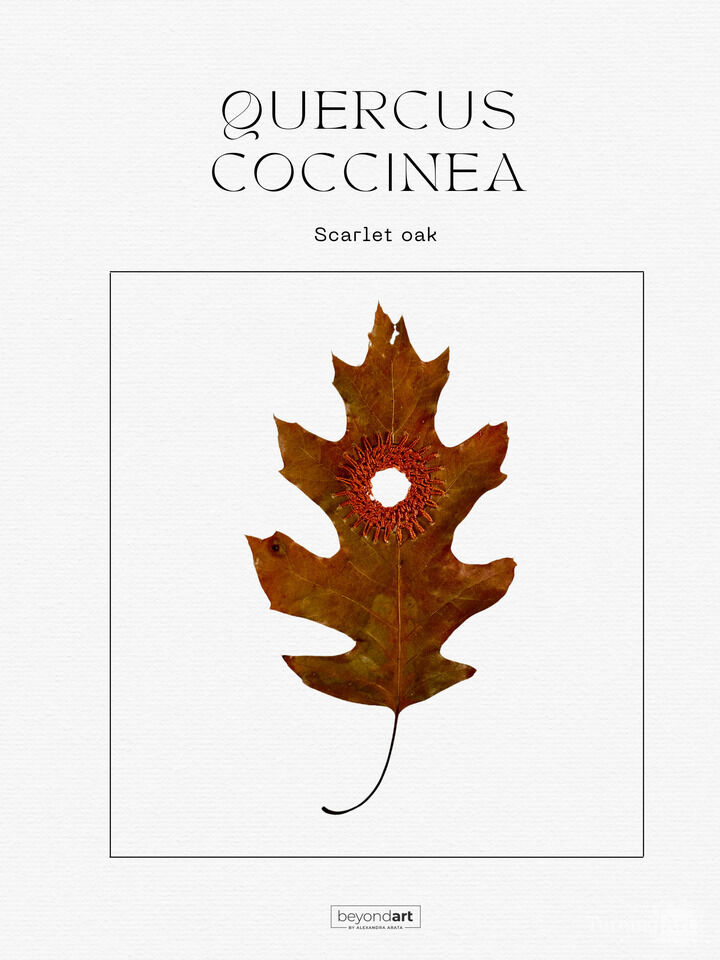 Botanicals - Quercus Coccinea