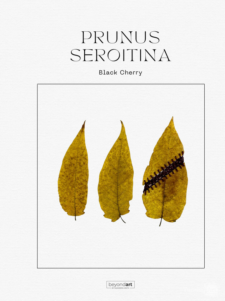 Botanicals - Prunus Seroitina