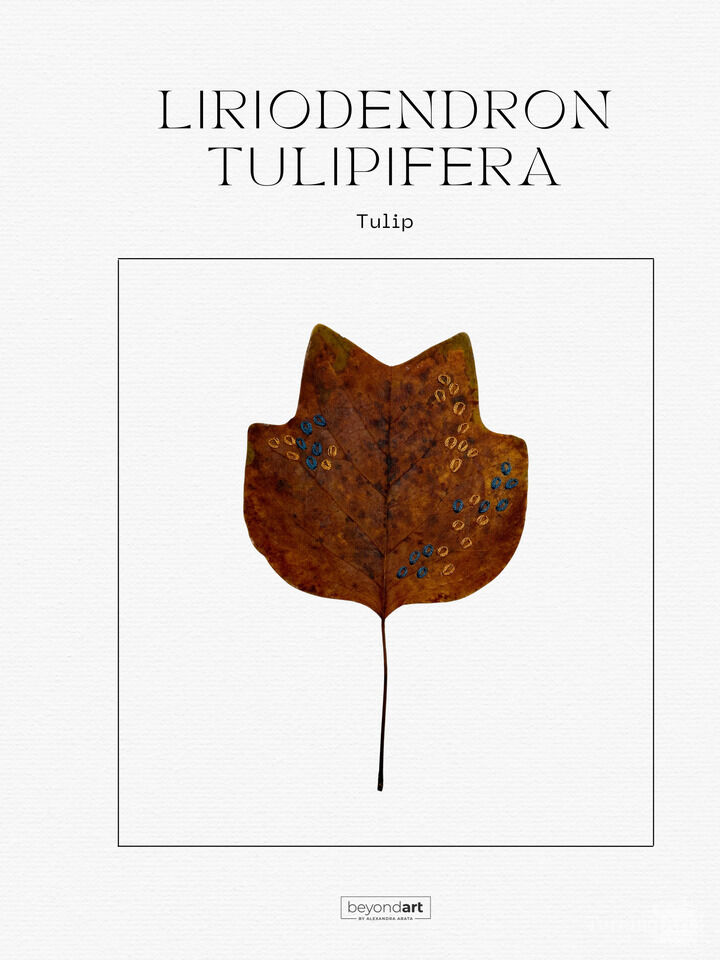 Botanicals - Liriodendron Tulipifera