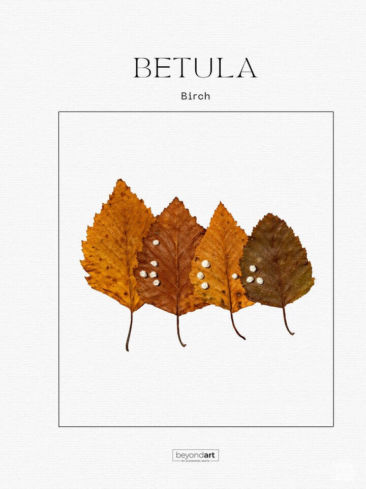 Botanicals - Betula