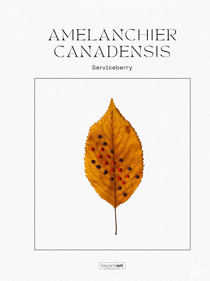 Botanicals - Amelanchier Canadensis