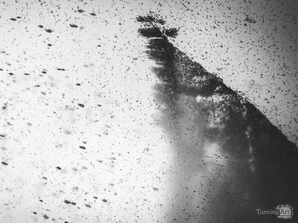 A Tree in the Storm - Monochrome - Agate Study