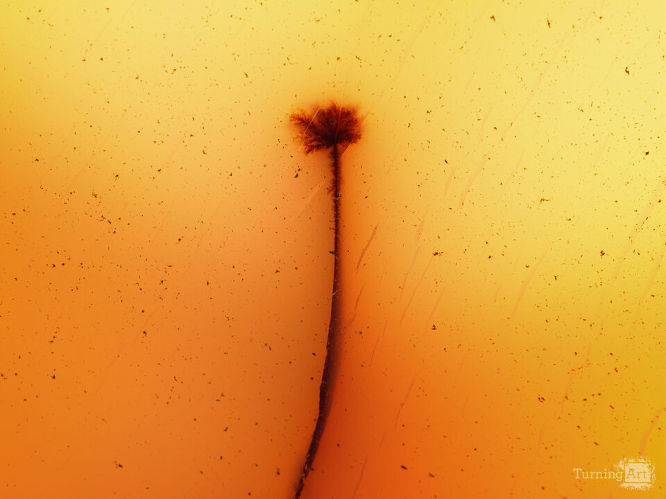 A Dandelion Frozen in the Rock: Agate Study