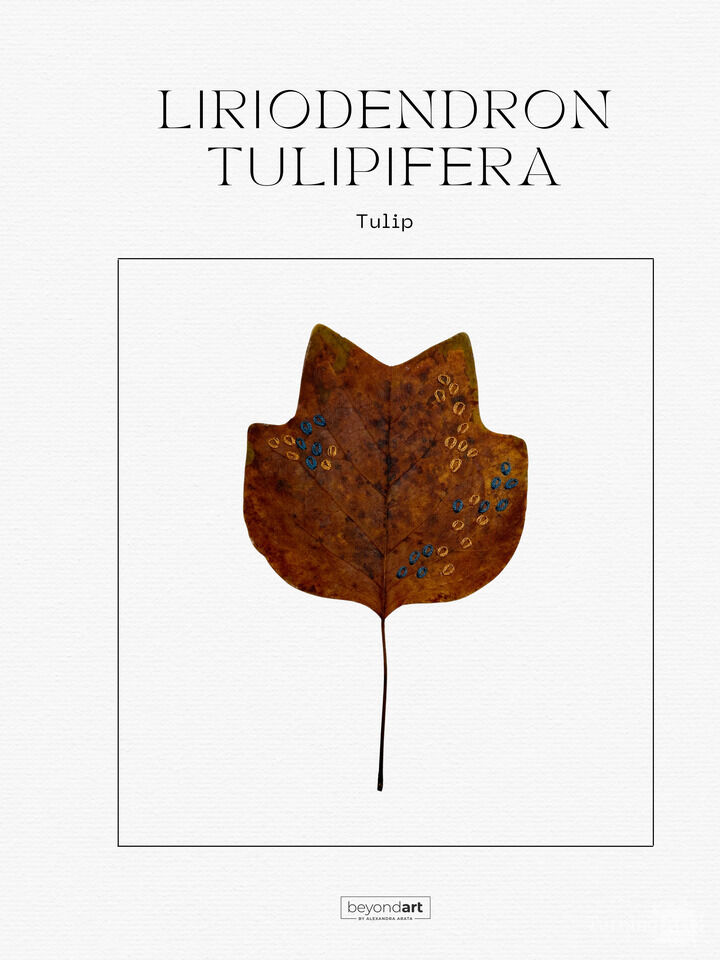 Botanicals - Liriodendron Tulipifera