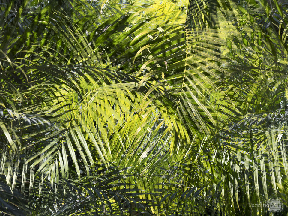 Komorebi #3 (Light Falling Through Foliage) Palm