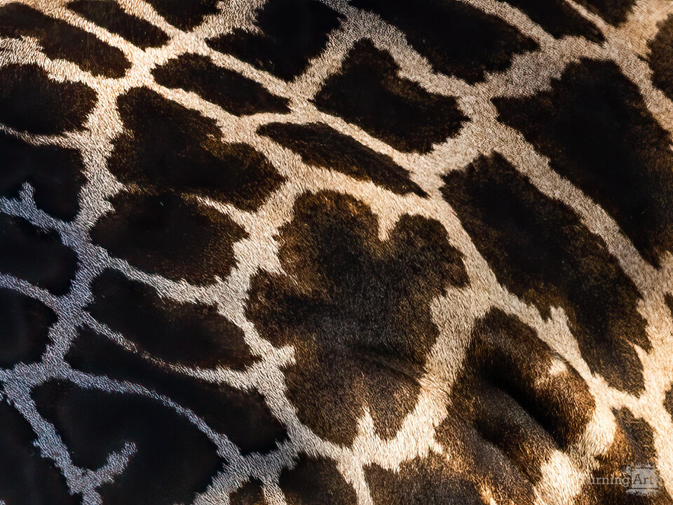Giraffe Hide
