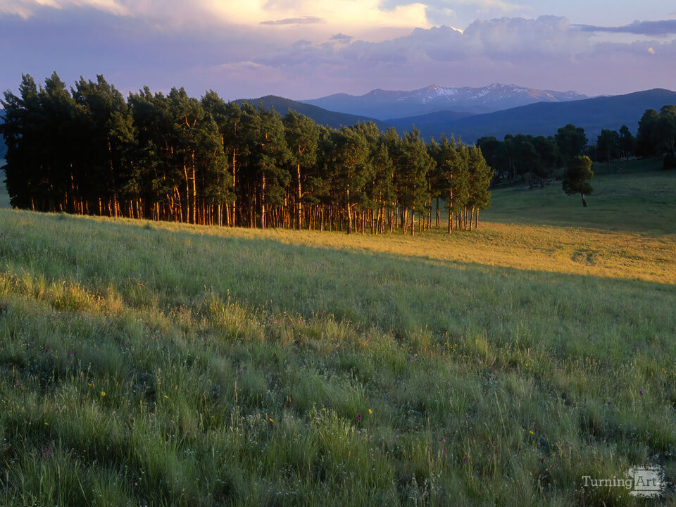 Sunset light on pines, Valle Vidal, New Mexico