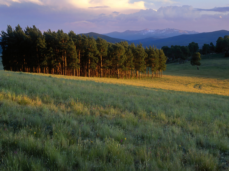 Sunset light on pines, Valle Vidal, New Mexico