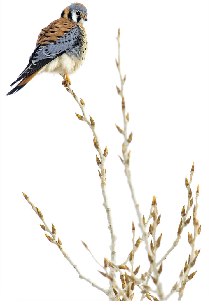 American kestrel's perch