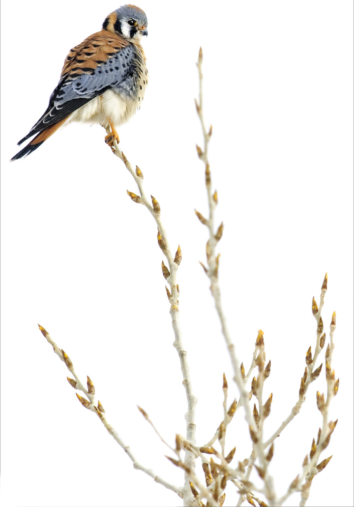 American kestrel's perch