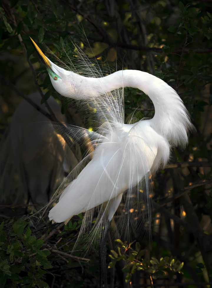 Great egret display
