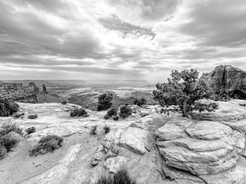 Junipers On Buck Canyon Cliffs Edge Grayscale