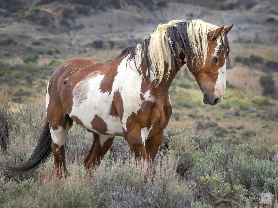 Picasso the wild horse