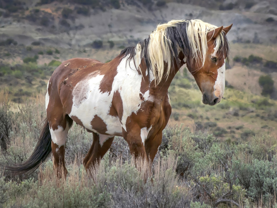 Picasso the wild horse