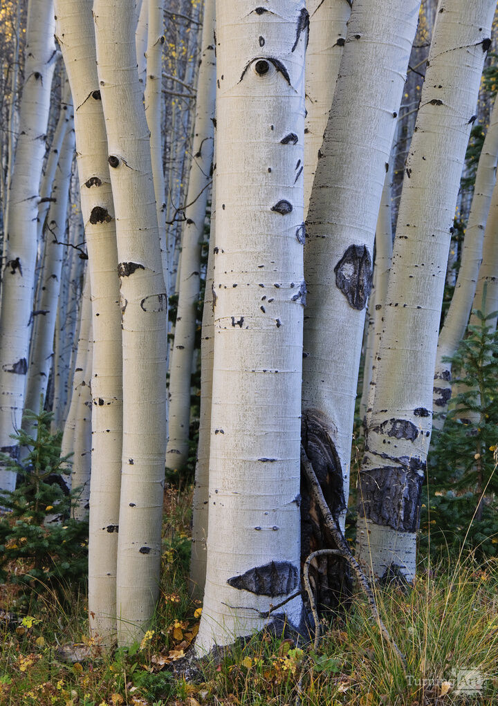 Aspen boles, Red Mountain Pass