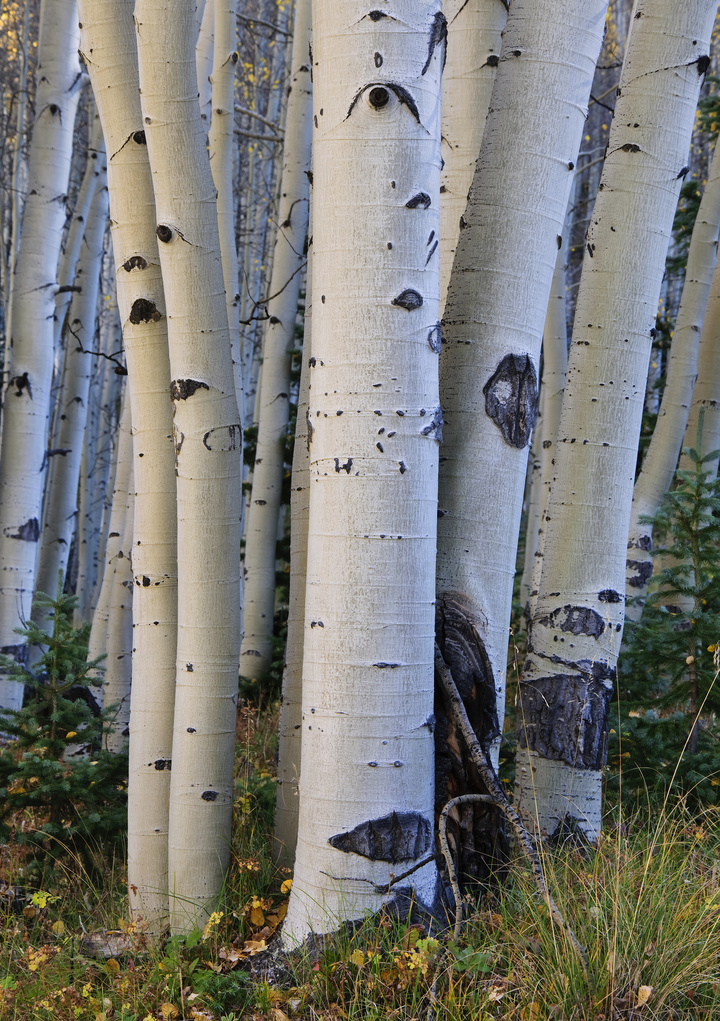 Aspen boles, Red Mountain Pass