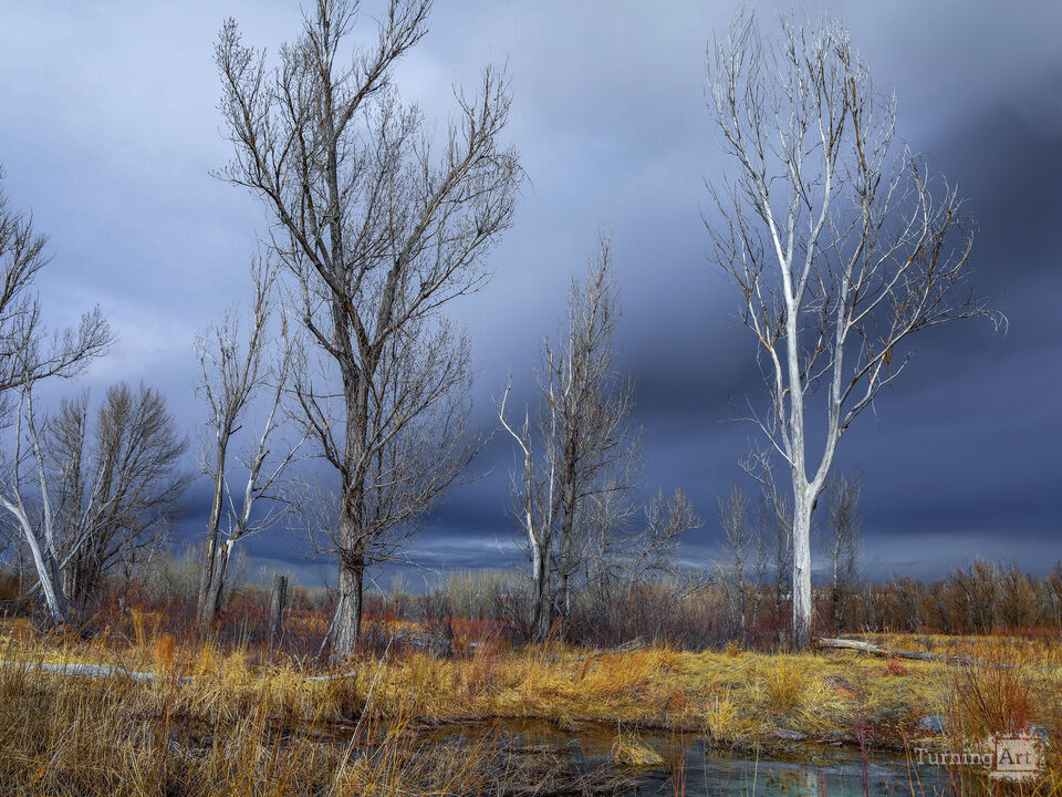 Ghosts Of the Forest