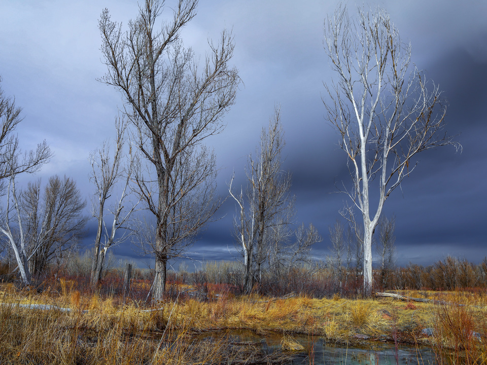 Ghosts Of the Forest