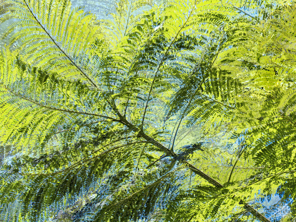 Komorebi #4 (Light Falling Through Foliage)